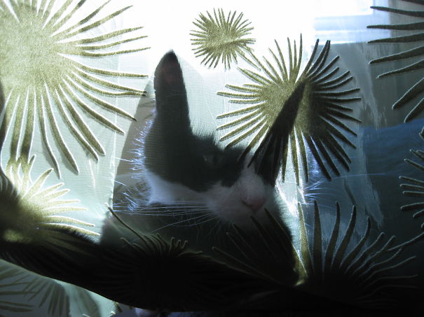 Lupus In The "hidden" Sun-garden.