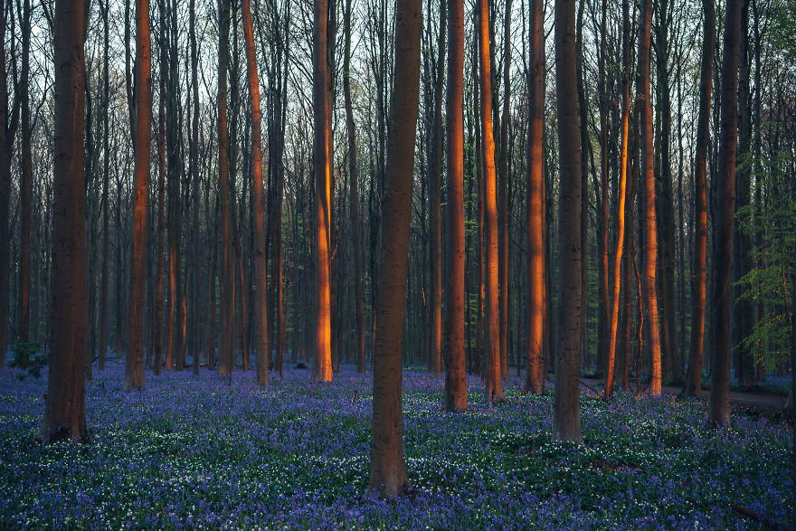 I Photographed A Fairy Tale-Like Forest In Belgium That Turns Blue Two Weeks A Year
