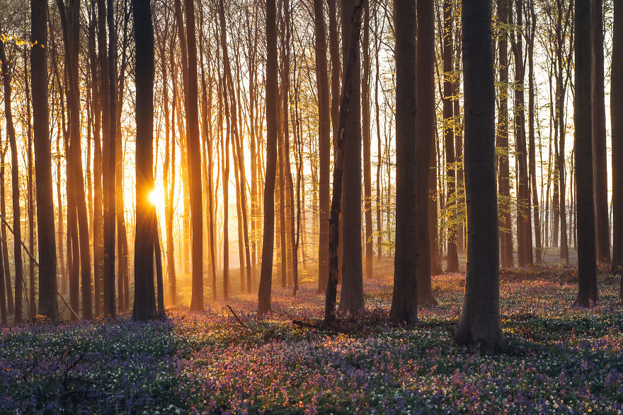 I Photographed A Fairy Tale-Like Forest In Belgium That Turns Blue Two Weeks A Year