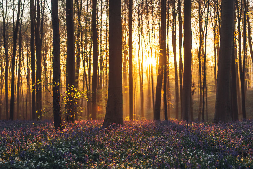 I Photographed A Fairy Tale-Like Forest In Belgium That Turns Blue Two Weeks A Year