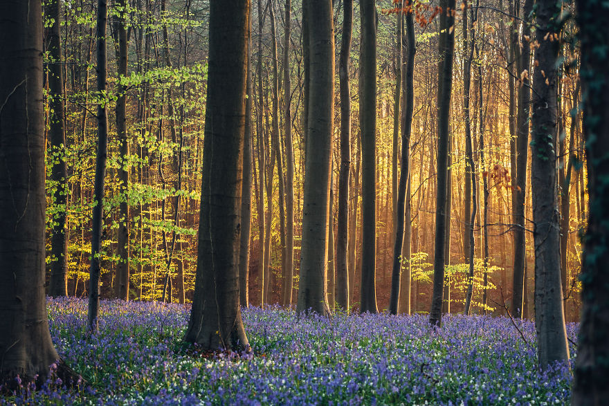 I Photographed A Fairy Tale-Like Forest In Belgium That Turns Blue Two Weeks A Year