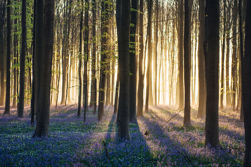 I Photographed A Fairy Tale-Like Forest In Belgium That Turns Blue Two Weeks A Year