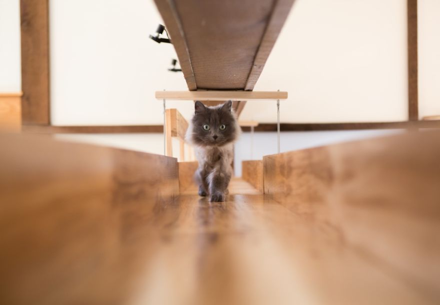 I 'Catified' My Friends' House For Their 7 Cats I 'Catified' My Friends' House For Their 7 Cats