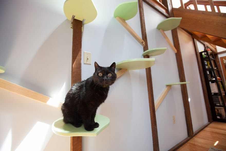 I 'Catified' My Friends' House For Their 7 Cats I 'Catified' My Friends' House For Their 7 Cats