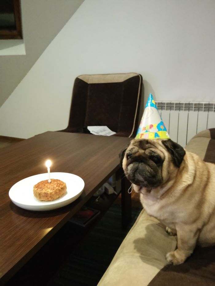 Mr. Bond Celebrating His 8th B-day