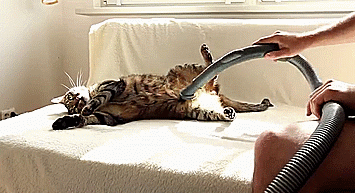 My-cat-Bobo-loves-being-vacuumed-2