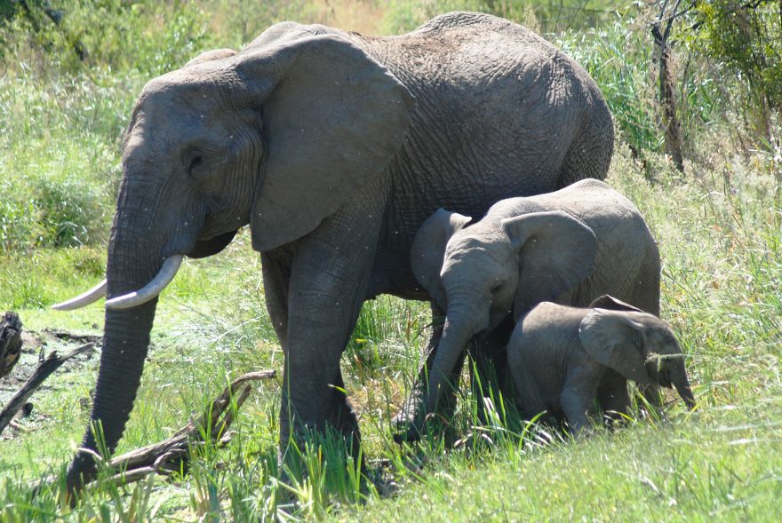 My Photographic Journey - Wildlife Of South Africa My Photographic Journey - Wildlife Of South Africa