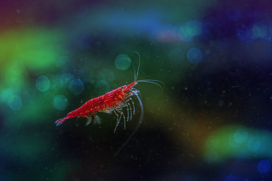 I Photograph Small Animals That Are Usually Overlooked