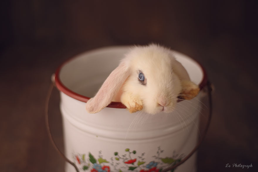 Newborn Session... With A Bunny! Newborn Session... With A Bunny!