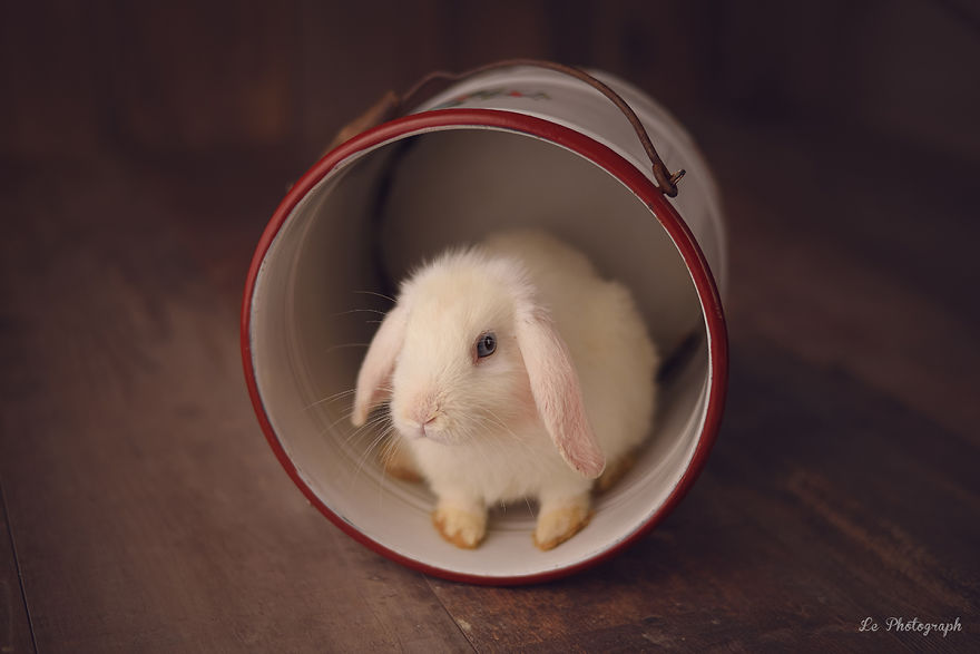 Newborn Session... With A Bunny! Newborn Session... With A Bunny!