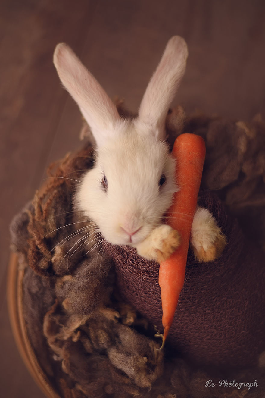 Newborn Session... With A Bunny! Newborn Session... With A Bunny!
