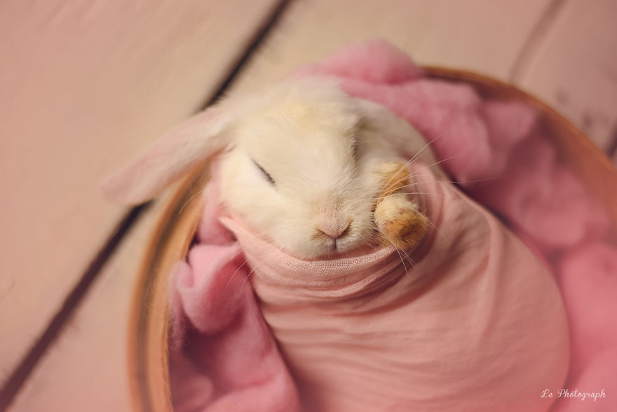 Newborn Session... With A Bunny! Newborn Session... With A Bunny!