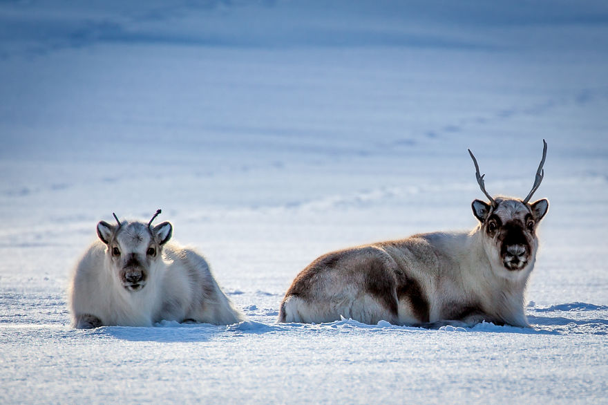 A Homage To The North Of Norway