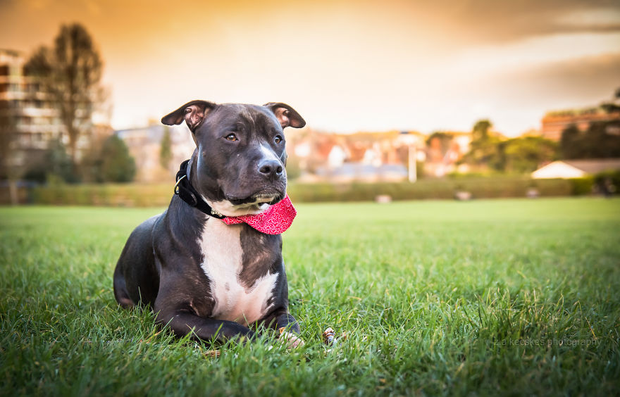 One Dog, Many Places And Faces