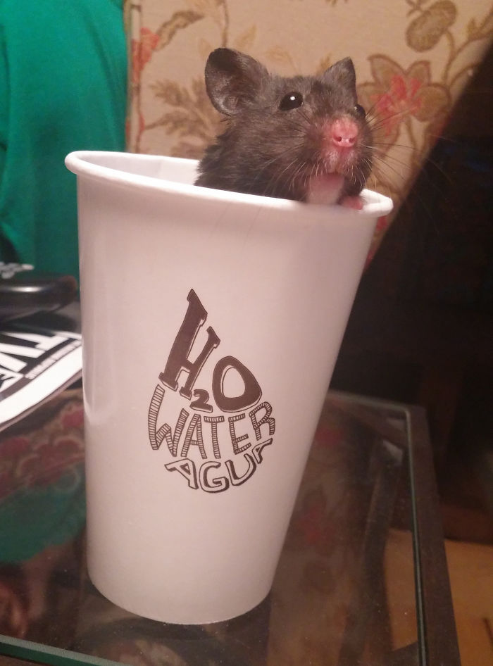 Our Photogenic Hamster Is Best Friends With Chloe, Our Cat Our Photogenic Hamster Is Best Friends With Chloe, Our Cat