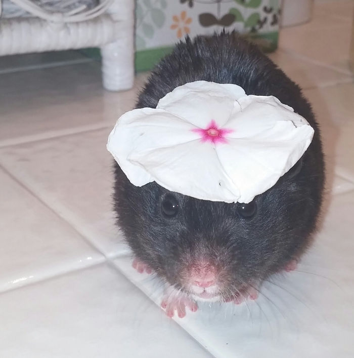 Our Photogenic Hamster Is Best Friends With Chloe, Our Cat Our Photogenic Hamster Is Best Friends With Chloe, Our Cat