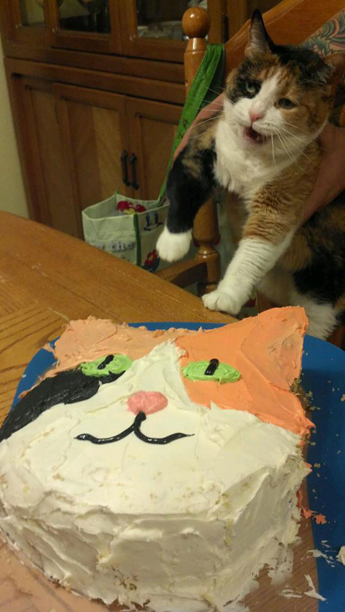 My Friend Made Her Cat, Bugg, A Birthday Cake Shaped Like Her Face For Her 11th Birthday
