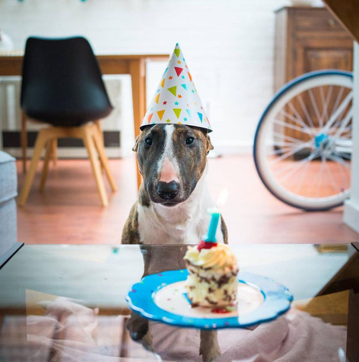 Herman's First Birthday :) (https://www.instagram.com/the_life_of_herman/)