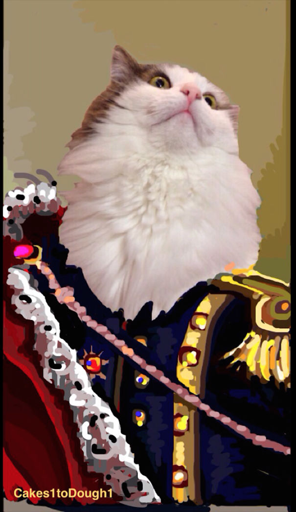 Snapchat + Cats = Snapcats