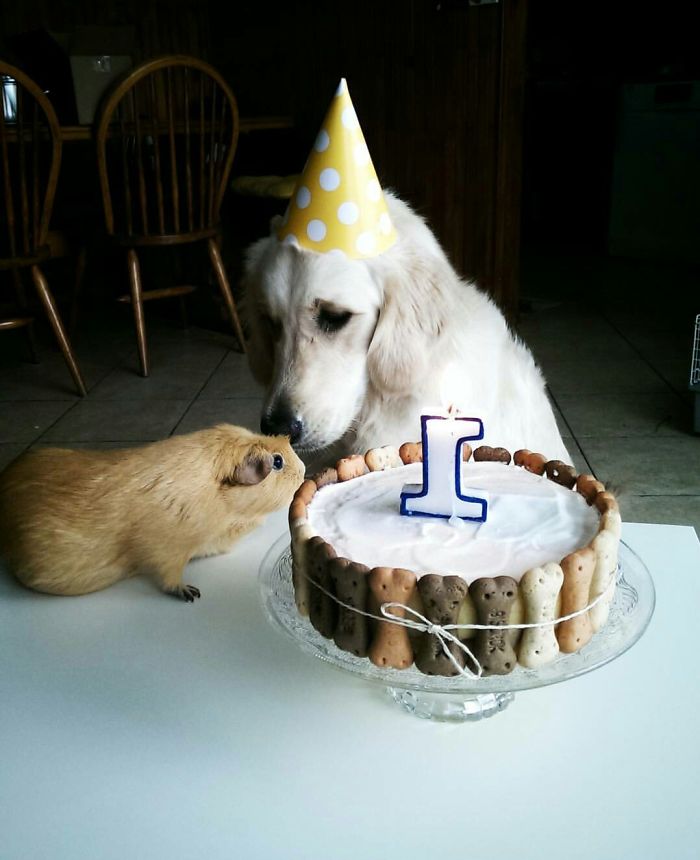 Our Golden Retriever Luna Was Celebraring Her First Birthday With Her Little Friend Vilma ;)