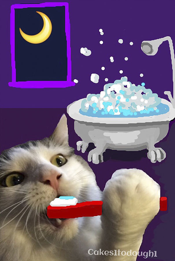 Snapchat + Cats = Snapcats