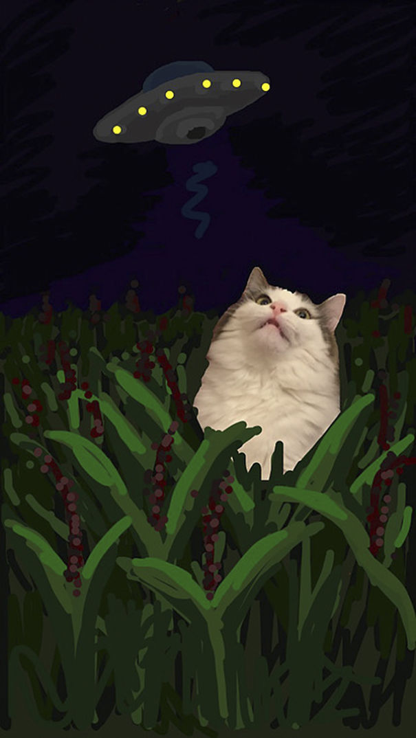 Snapchat + Cats = Snapcats