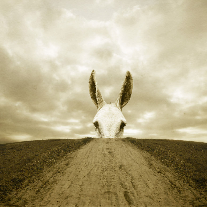 I Create Surreal Photo Manipulations Of Animals