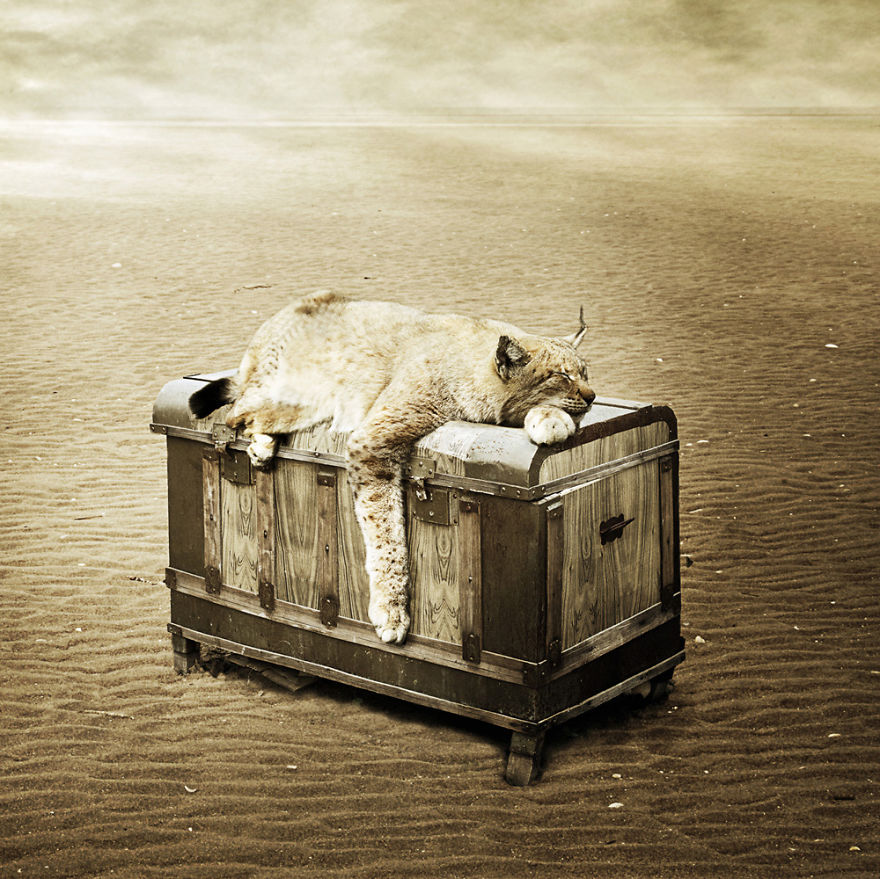 I Create Surreal Photo Manipulations Of Animals