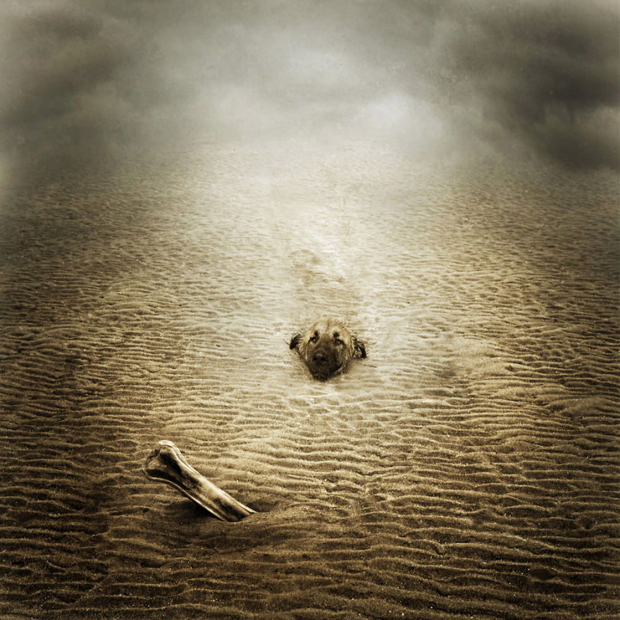 I Create Surreal Photo Manipulations Of Animals