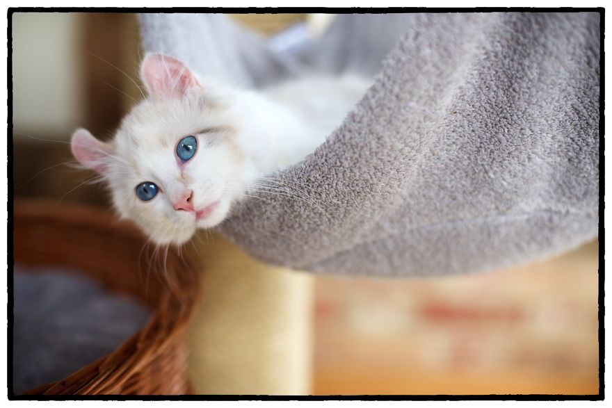 This Cat Breed Has The Most Adorable Cat Ears Ever: American Curl’s Breed Photoshoot