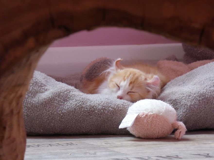 This Cat Breed Has The Most Adorable Cat Ears Ever: American Curl’s Breed Photoshoot