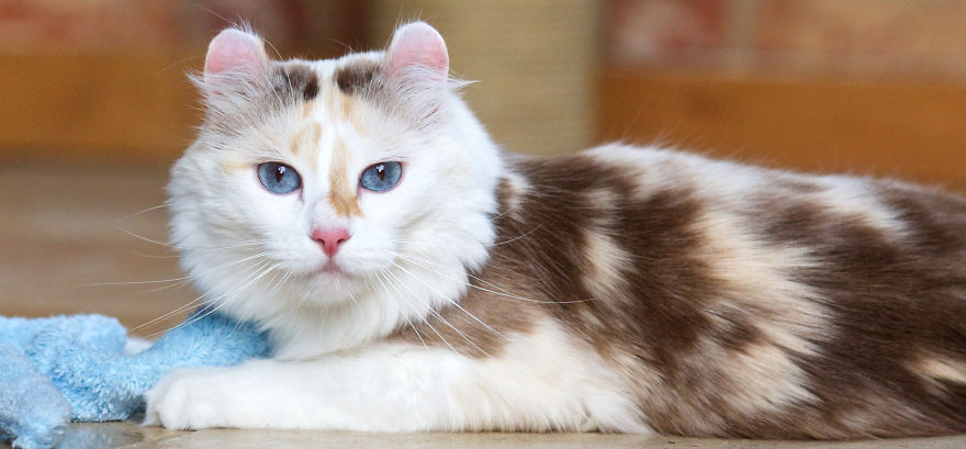 This Cat Breed Has The Most Adorable Cat Ears Ever: American Curl’s Breed Photoshoot