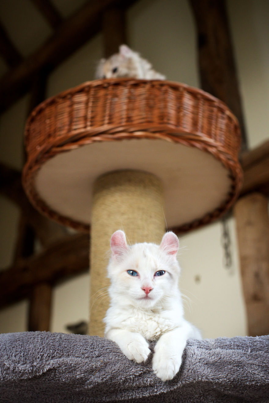 This Cat Breed Has The Most Adorable Cat Ears Ever: American Curl’s Breed Photoshoot