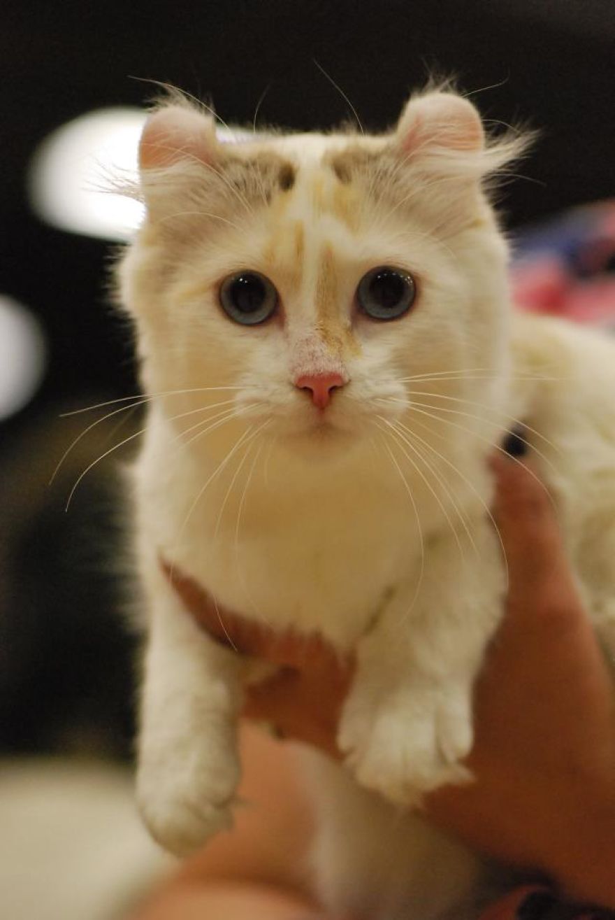 This Cat Breed Has The Most Adorable Cat Ears Ever: American Curl’s Breed Photoshoot