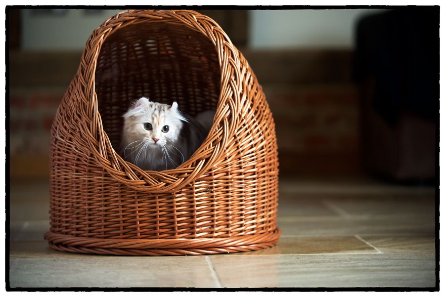 This Cat Breed Has The Most Adorable Cat Ears Ever: American Curl’s Breed Photoshoot