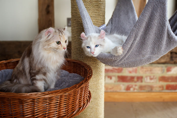 This Cat Breed Has The Most Adorable Cat Ears Ever: American Curl’s Breed Photoshoot