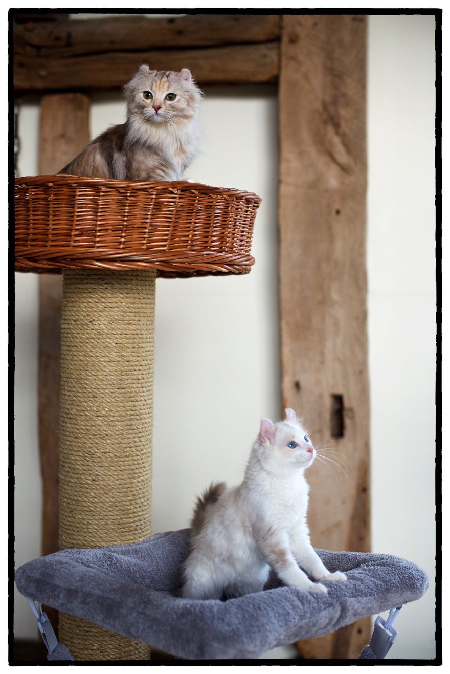 This Cat Breed Has The Most Adorable Cat Ears Ever: American Curl’s Breed Photoshoot
