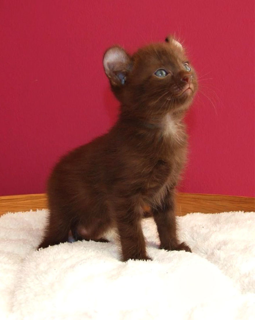 This Cat Breed Has The Most Adorable Cat Ears Ever: American Curl’s Breed Photoshoot