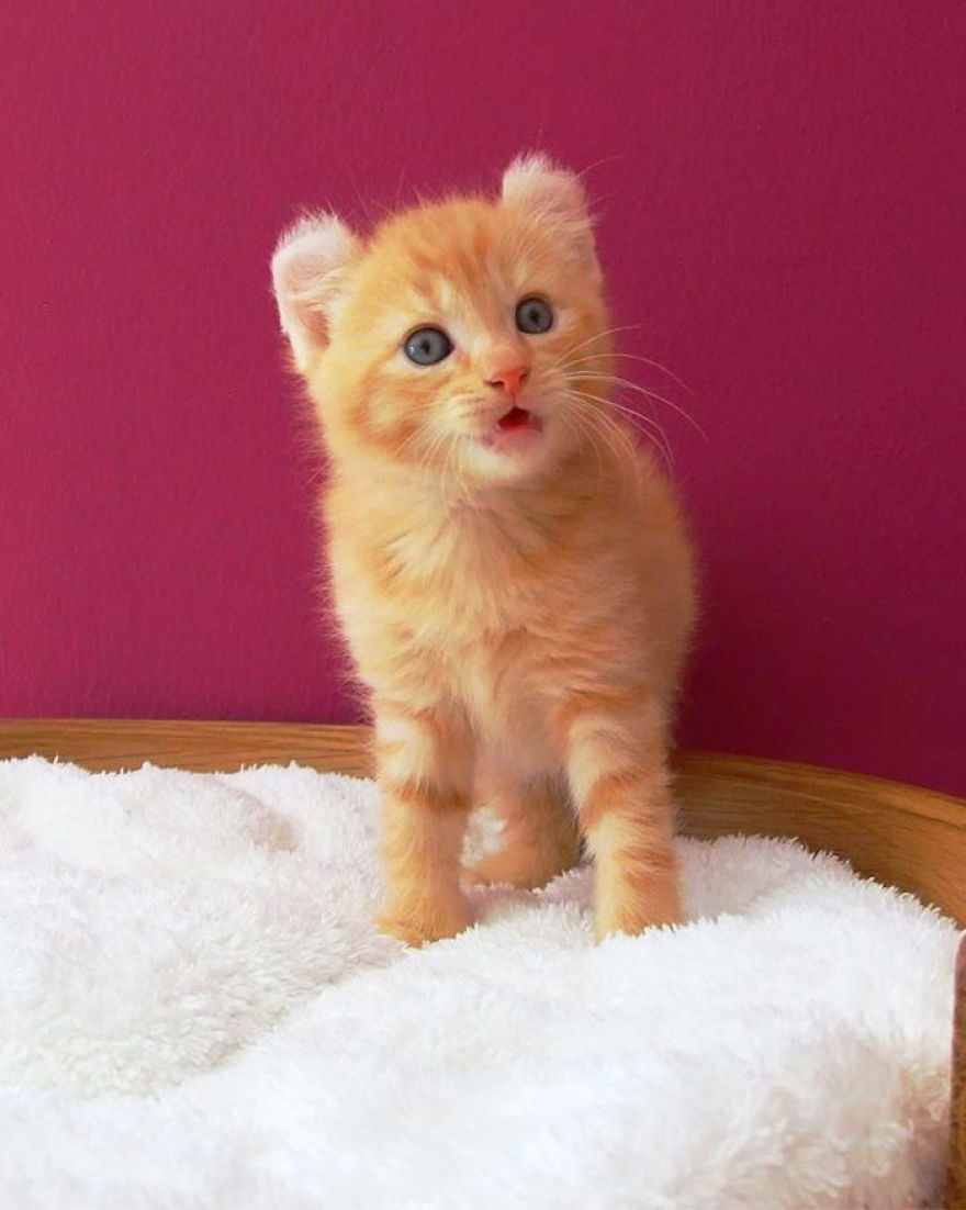 This Cat Breed Has The Most Adorable Cat Ears Ever: American Curl’s Breed Photoshoot