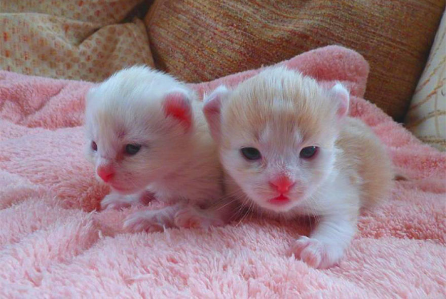 This Cat Breed Has The Most Adorable Cat Ears Ever: American Curl’s Breed Photoshoot