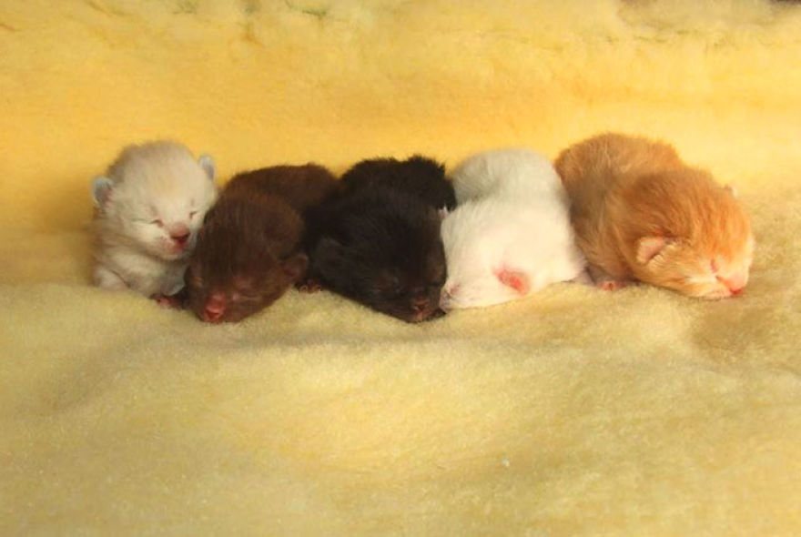 This Cat Breed Has The Most Adorable Cat Ears Ever: American Curl’s Breed Photoshoot