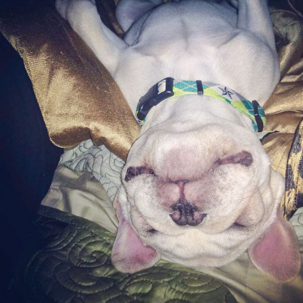 Mr. Bunch Smiling While Dreaming.