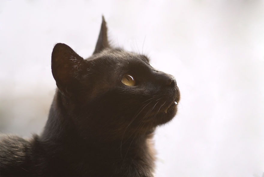 I Take Portraits Of Cats Showing Their Unique Characters