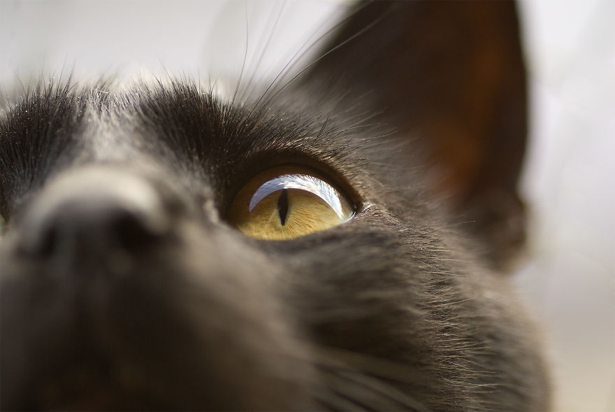 I Take Portraits Of Cats Showing Their Unique Characters