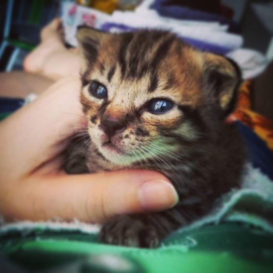 We Rescued 3 Abandoned Kittens And It Changed Our Lives We Rescued 3 Abandoned Kittens And It Changed Our Lives