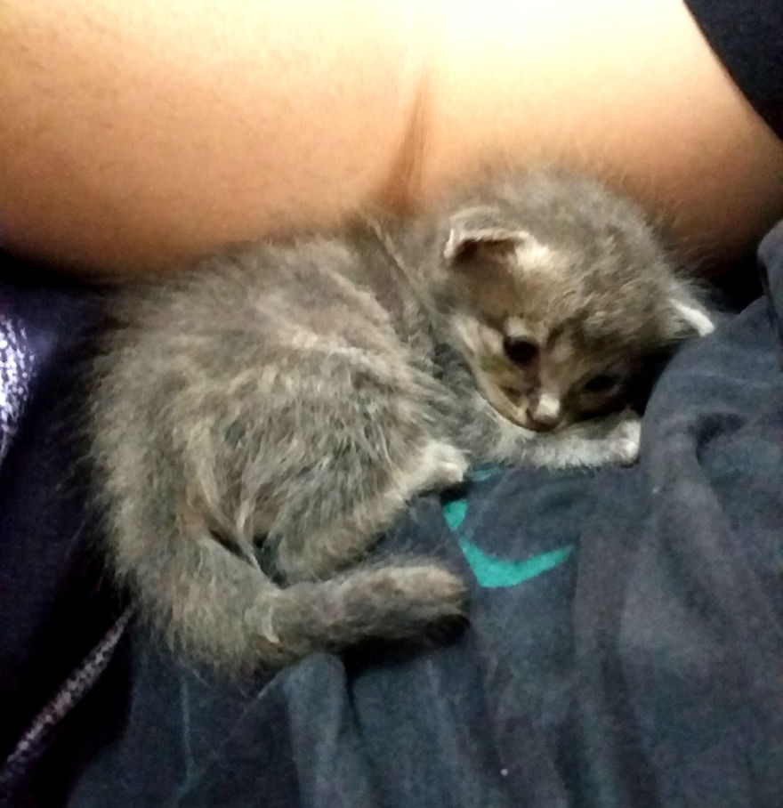 We Rescued 3 Abandoned Kittens And It Changed Our Lives We Rescued 3 Abandoned Kittens And It Changed Our Lives