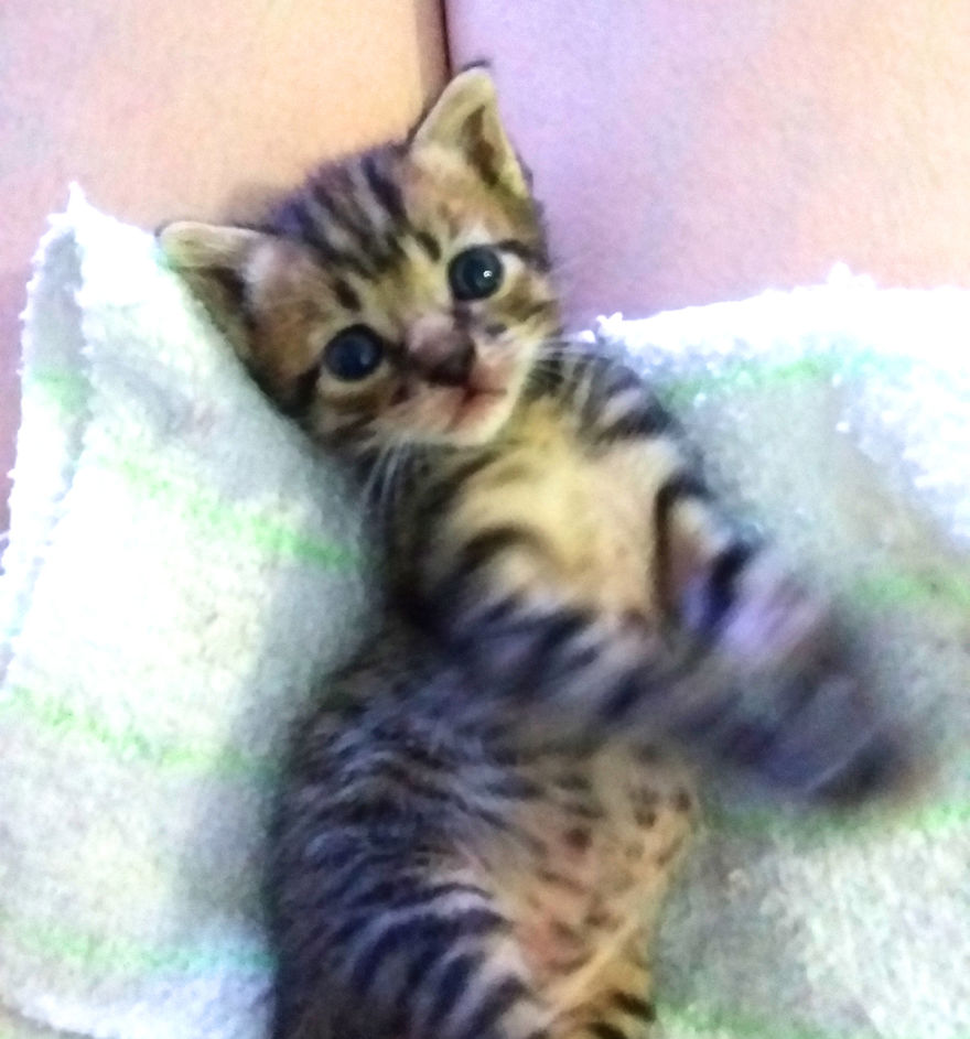 We Rescued 3 Abandoned Kittens And It Changed Our Lives We Rescued 3 Abandoned Kittens And It Changed Our Lives