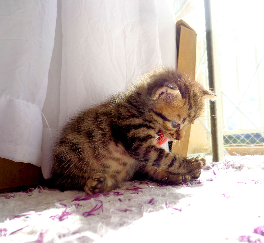 We Rescued 3 Abandoned Kittens And It Changed Our Lives We Rescued 3 Abandoned Kittens And It Changed Our Lives