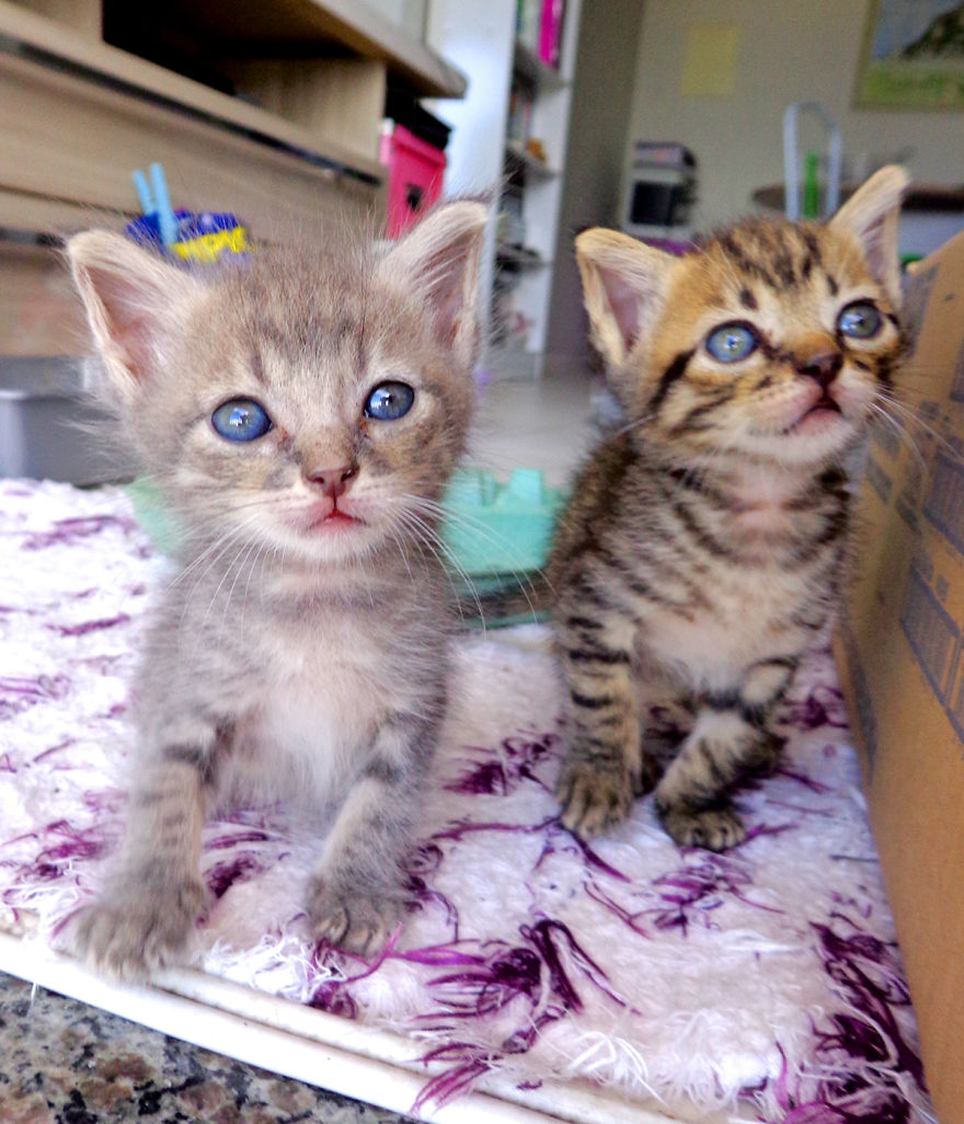 We Rescued 3 Abandoned Kittens And It Changed Our Lives We Rescued 3 Abandoned Kittens And It Changed Our Lives