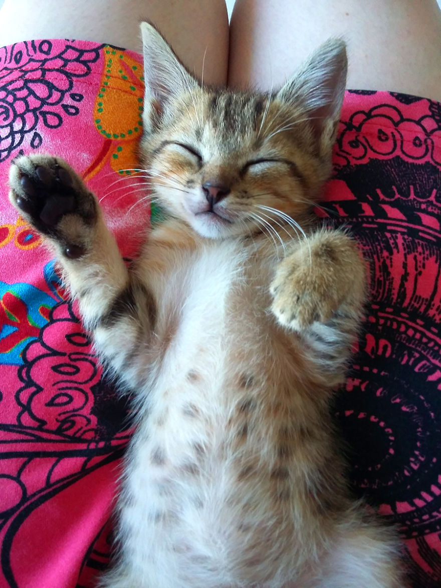 We Rescued 3 Abandoned Kittens And It Changed Our Lives